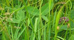photo of pasture grass
